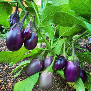 Black Round Brinjal King / Kala Gol Baigan Hybrid | Organic Seeds | Home Garden seeds + Organic Manure + Pot Irrigation Drip system