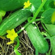 Cucumber Green / Kheera Hybrid | Organic Seeds | For Any Pot & Home Garden seeds + Organic Manure + Pot Irrigation Drip system