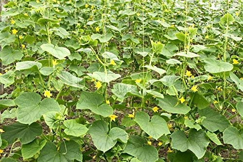 Cucumber Green / Kheera Hybrid | Organic Seeds | For Any Pot & Home Garden seeds + Organic Manure + Pot Irrigation Drip system