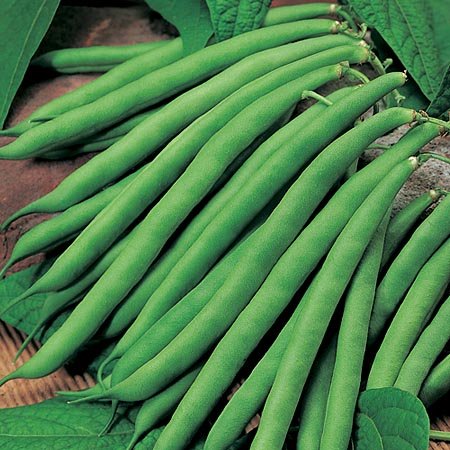 French Beans/ Green beans Hybrid | Organic Seeds | Home Garden seeds + Organic Manure + Pot Irrigation Drip system