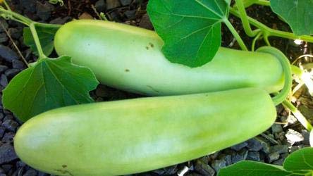 Bottle Gourd Long White (Giya /Lauki/ Lau /Clabas) Hybrid Seeds | Organic Seeds for Home Garden seeds + Organic Manure + Pot Irrigation Drip system